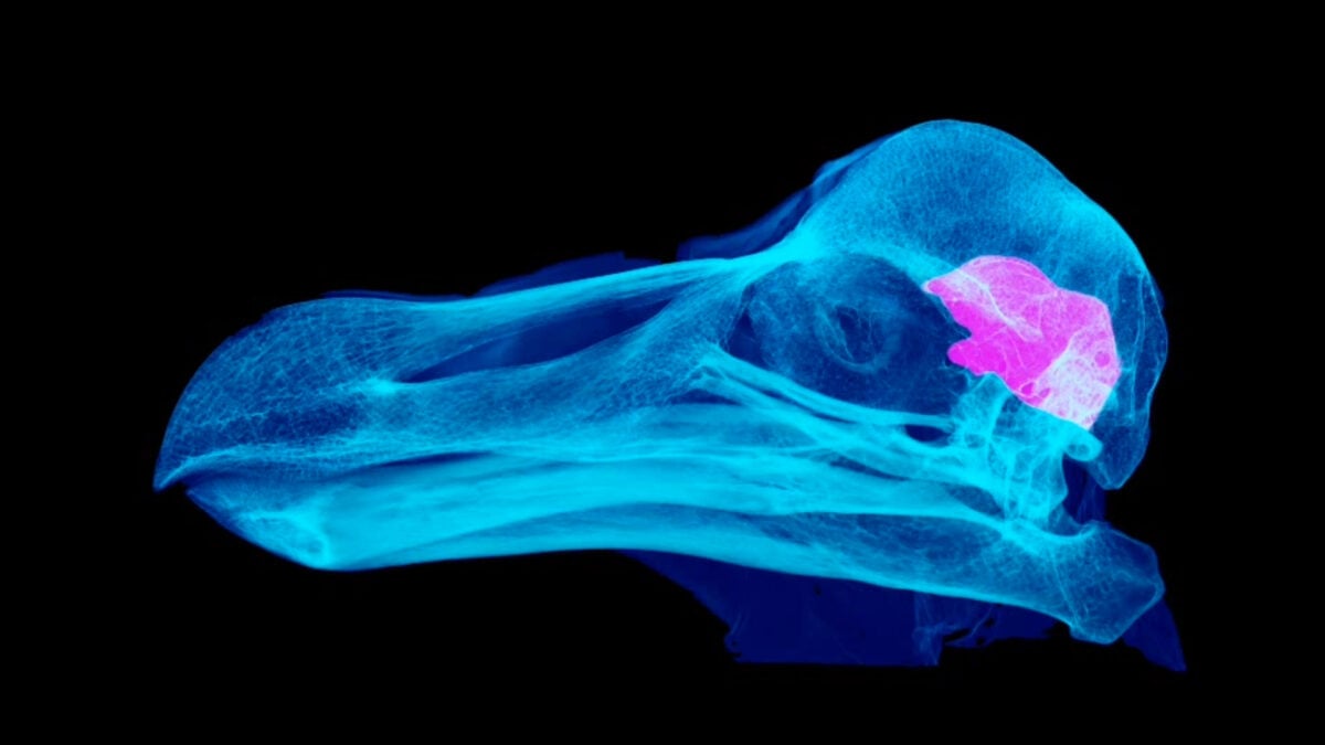 University of Lethbridge — New Research Challenges Historical Perceptions of Dodo Intelligence